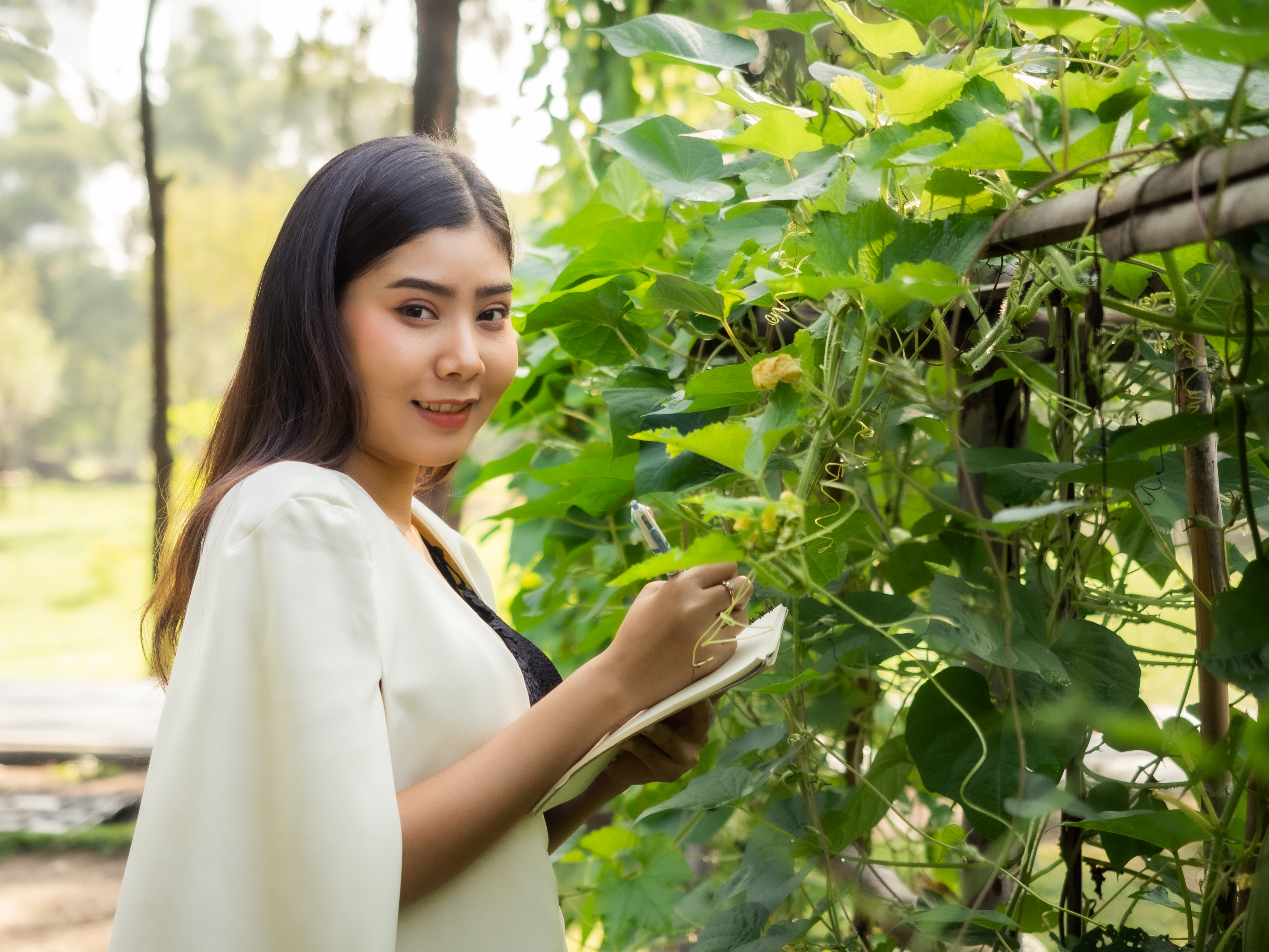 Tinospora Cordifolia (Giloy): Exploring Its Therapeutic Potential