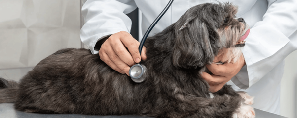 Can Combination Therapy Improve Outcomes in Geriatric Dogs with Congestive Heart Failure?