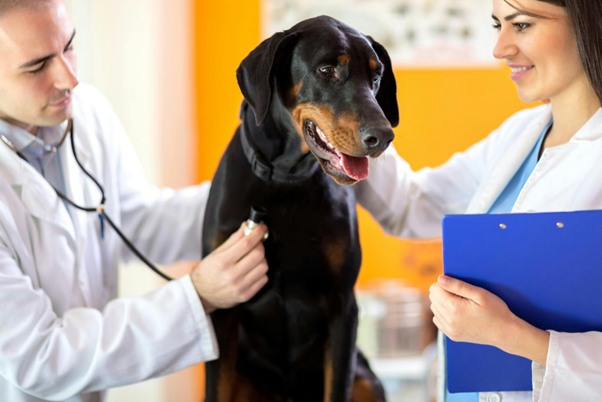 Scrotal Hernias in Dogs: Recognizing the Red Flags Before Bowel Compromise Occurs
