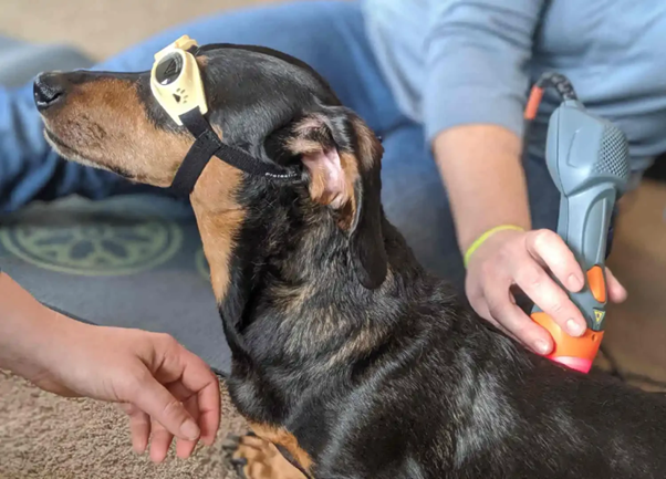 Treatment Strategies in Canine Intervertebral Disc Disease