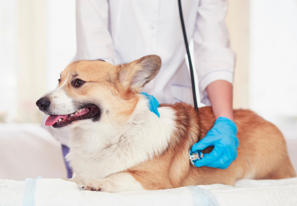 Can Probiotics Help Combat Obesity in Dogs? Exploring the Role of Gut Microbiota in Weight Management
