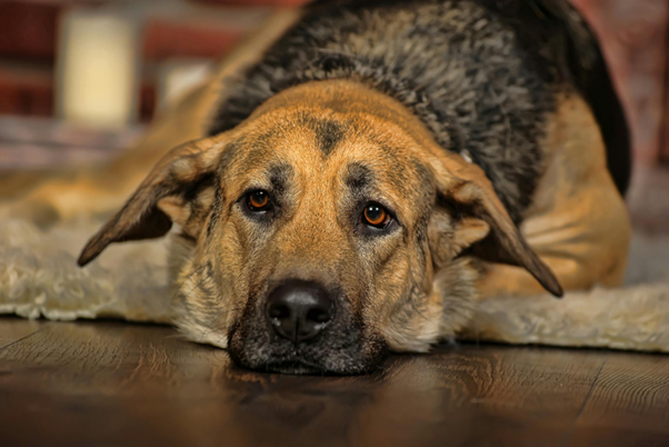 Dorsal Recumbency in Canine Perineal Hernia Repair: Clinical Outcomes and Surgical Advantages