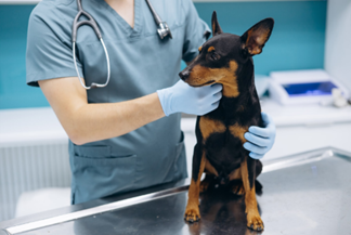 Preconception Causes of Canine Infertility: Why Breeding Management Matters