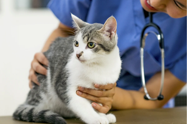 Feline Gut Microbiome and Probiotics: Emerging Clinical Insights for Veterinarians