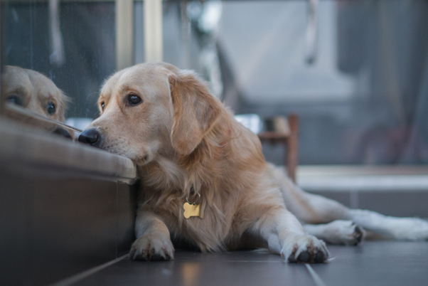 Saccharomyces boulardii in Canine GI Care: A Probiotic Yeast with Immune and Anti-Inflammatory Benefits