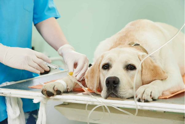 Beyond Scrotal Swelling: Practical Surgical Insights into Canine Scrotal Hernias