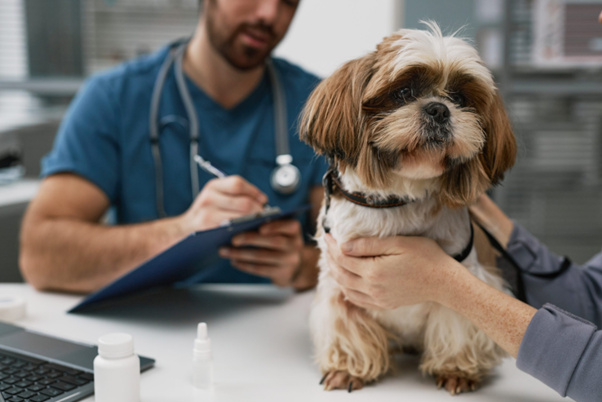 Probiotics in Canine Gastrointestinal Health: What Veterinarians Need to Know