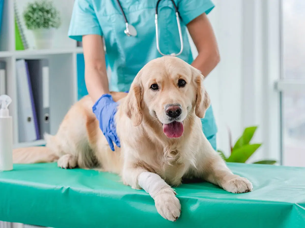 Stem Cell Therapy and Neurorehabilitation in Degenerative Myelopathy: A New Hope for Dogs