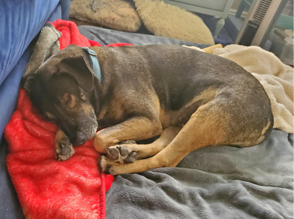 Degenerative Myelopathy in Dogs: Understanding a Progressive Neurological Disease