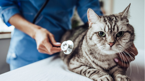 Gut Microbiome Science in Companion Animals: Why It Matters in Modern Veterinary Practice