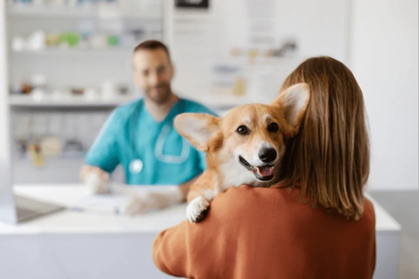 Clinical Management of Canine Vaginal Hyperplasia: Decision-Making From Presentation to Resolution