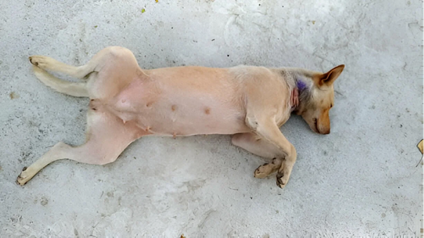 Understanding Canine Vaginal Hyperplasia: Pathophysiology, Classification, and Clinical Relevance