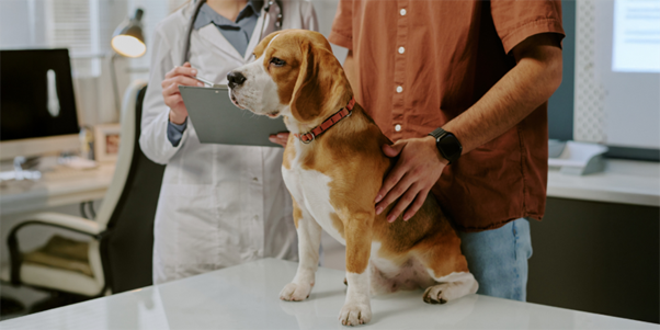Multiple Testicular Tumors in Dogs: Understanding Collision Lesions and Their Clinical Relevance
