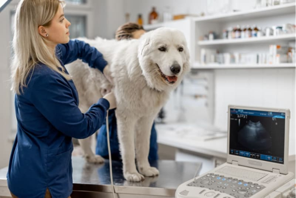 Decoding Tumor Vascularity: What Doppler Ultrasound Really Tells Us