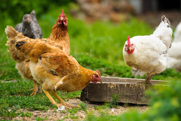 Infectious Bursal Disease in Poultry: Understanding the Virus Beyond the Basics
