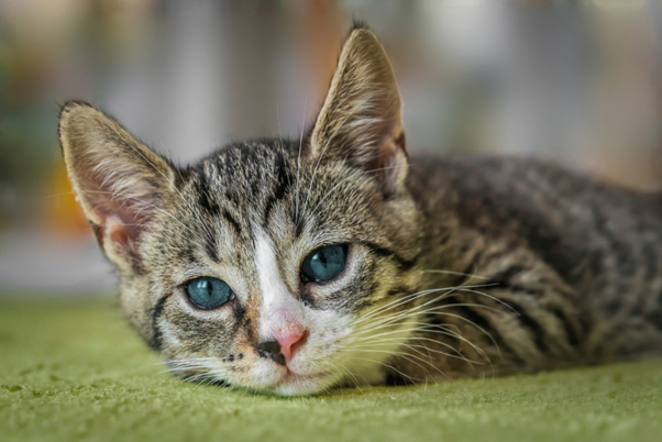 Understanding Icterus in Cats: From Pathophysiology to Clinical Classification