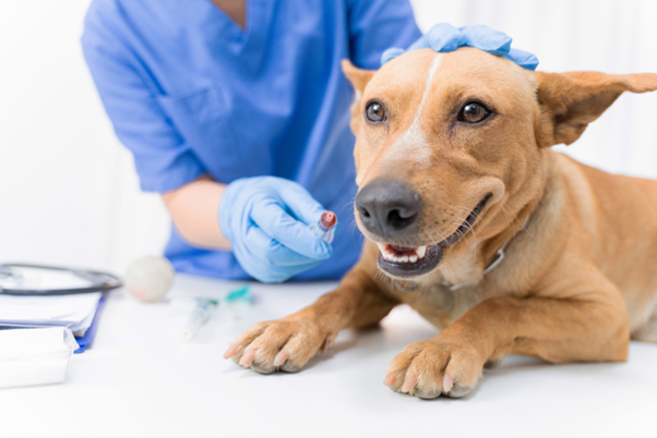 Case Study: Successful Management of Canine Jaundice Using Therapeutic Blood Transfusion