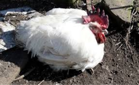 Emerging Diagnostic and Vaccine Technologies in Newcastle Disease