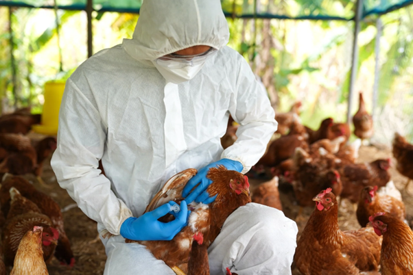 Mixed Infections in Poultry – A Practical Diagnostic Approach for Field