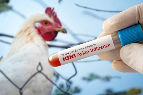 Avian Influenza in Poultry: Field Recognition and Early Warning Signs