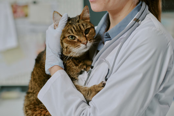 Therapeutic Strategies and Clinical Management of Icterus in Cats