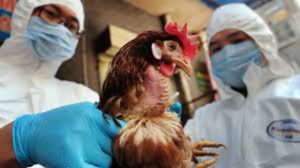 Respiratory Disease Complex in Poultry – Recognising Mixed Infections in the Field