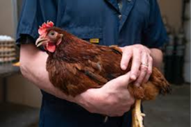 Immunosuppression in Poultry – The Hidden Driver of Mixed Infections