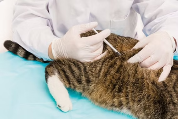 Opioids, Immunity, and Tumor Biology: A Clinical Dilemma in Veterinary Oncology