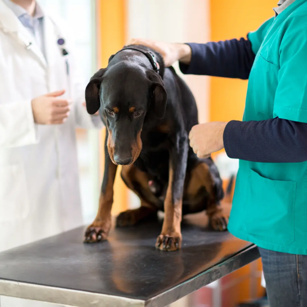 Opioids in Veterinary Cancer Pain Management: Mechanisms, Choices, and Clinical Use