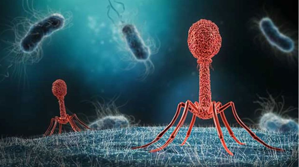 Bacteriophages in Poultry Practice: A Precision Tool for Salmonella Control and Antimicrobial Resistance Management