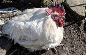 Salmonella in Poultry: Epidemiology, Food Safety Risk, and the Growing Challenge of Antimicrobial Resistance