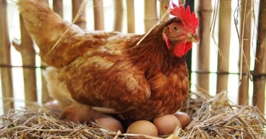 Dietary Strategies for Egg Production Improvement and Functional Egg Enrichment