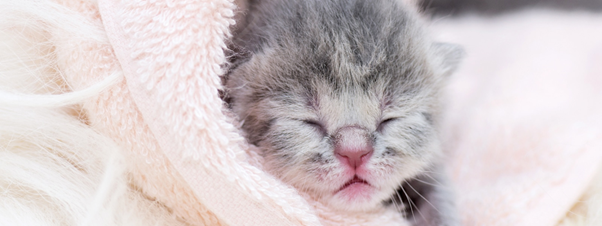 Positive Pressure Ventilation (PPV): The Most Critical Intervention in Neonatal Resuscitation