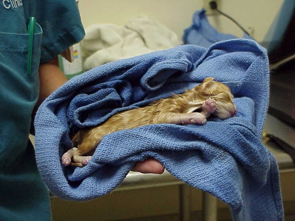 The Golden First Minute: Immediate Steps in Neonatal Resuscitation