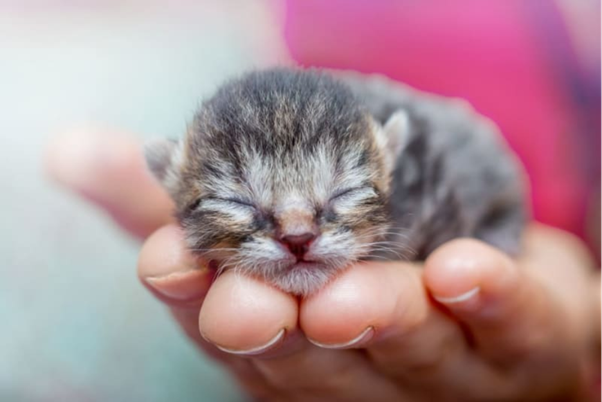 Neonatal CPR in Dogs and Cats: Indications, Technique, and Protocols
