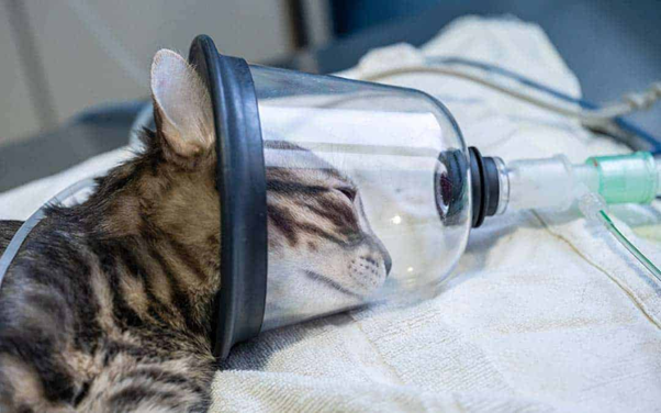 Oxygen Therapy in Neonates: Room Air vs 100% Oxygen: What Do Guidelines Recommend?