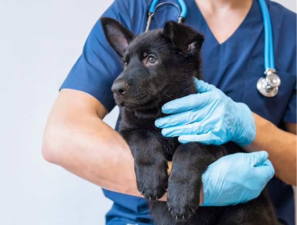 Diagnostic Precision and Surgical Management of Canine Cryptorchidism: A Clinical Case Approach