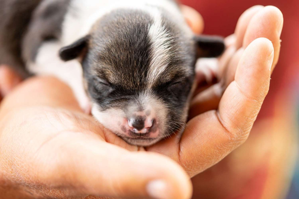 Thermoregulation in Neonates: Preventing Hypothermia During Resuscitation