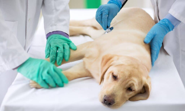 Clinical Understanding and Diagnosis of Canine Transmissible Venereal Tumour (CTVT)