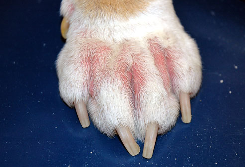 Canine Atopic Dermatitis: Prevalence, Impact, and Immunopathological Insights