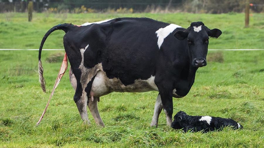 Real-World Cases of Uterine Disease in Dairy Cows: Diagnosis, Treatment, and Lessons Learned