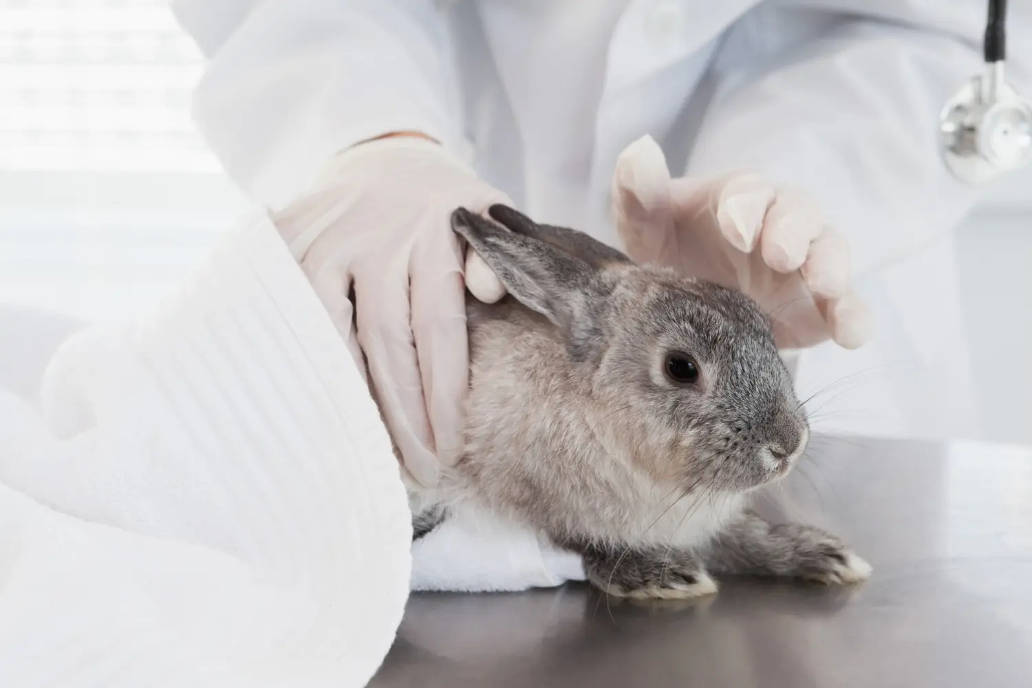 How to Deal with an Anorexic Rabbit