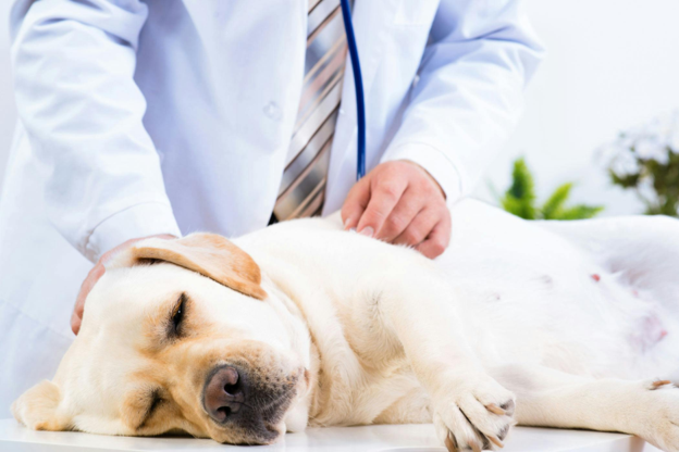 Diagnostic Approach to Suspected Bacterial Pneumonia in Small Animal Practice