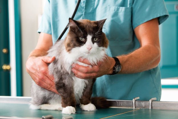 Fungal Pneumonia in Dogs and Cats: A Practical Clinical Overview for Veterinary Practice