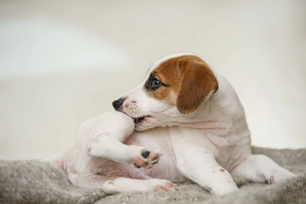 Lactose Intolerance in Dogs: Clinical Insights and Practical Feeding Strategies for Veterinarians