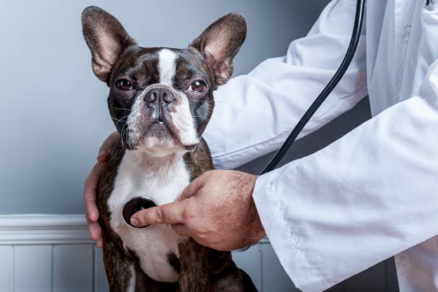 Role of General Examination and Vital Parameters in Identifying Cardiorespiratory Disease in Small Animals