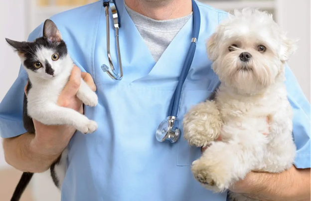 Comprehensive Cardiorespiratory Examination and Auscultation in Dogs and Cats