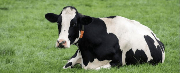 Diagnosing Fatty Liver in Transition Dairy Cows: Moving Beyond Late Markers