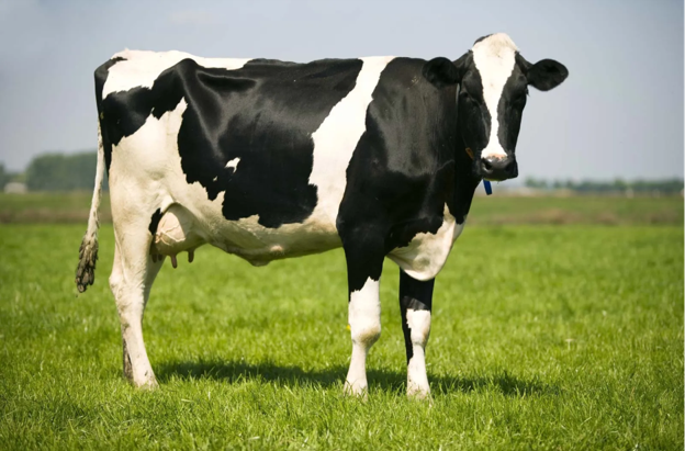 Heat Stress & the Follicular Microenvironment: The Hidden Impact Beyond Ovulation