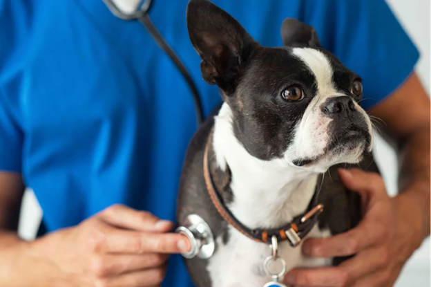 Pathogenesis, Transmission, and Clinical Features of Canine Infectious Respiratory Disease Complex
